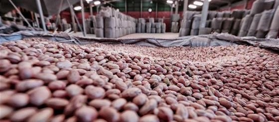 Safra de feijão teve quebra de 19% no Paraná