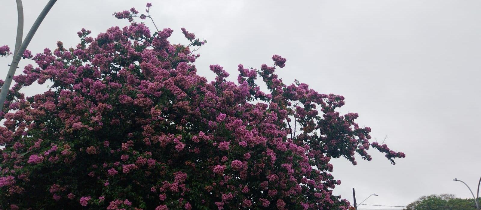 Confira a previsão do tempo para este domingo (16)