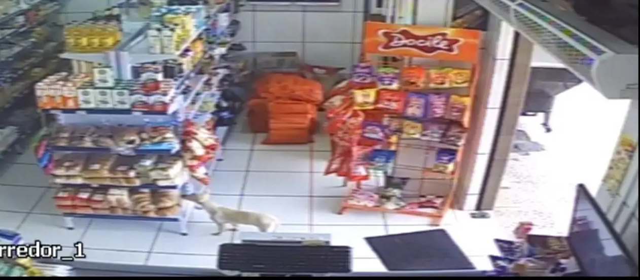 Cadela é flagrada ‘furtando’ açougue de Nova Esperança; vídeo