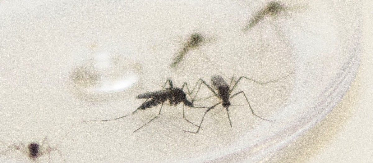 Campo Mourão já soma 200 casos de dengue no período epidemiológico