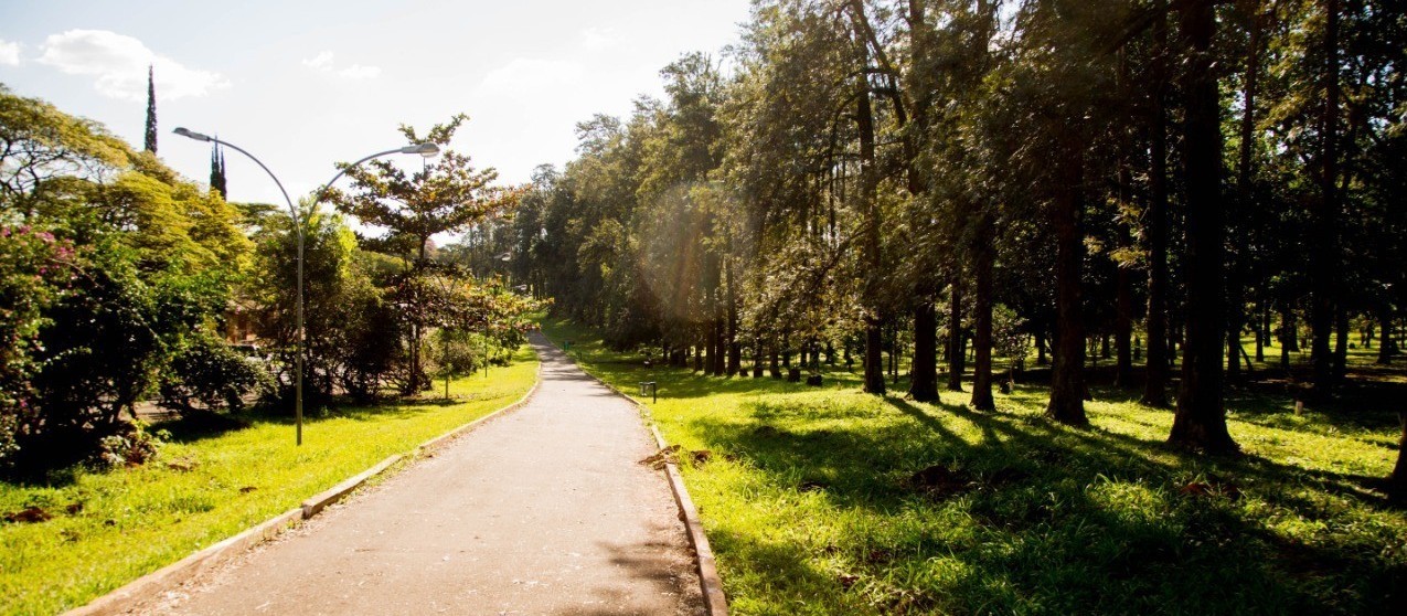 Plano de Arborização será discutido em audiência pública 