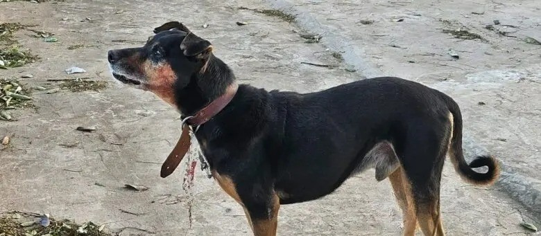 Idosa é atacada por cachorro e tem rosto desfigurado