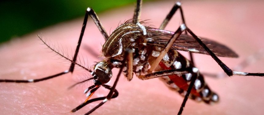 Paraná registra 36 casos de dengue em uma semana