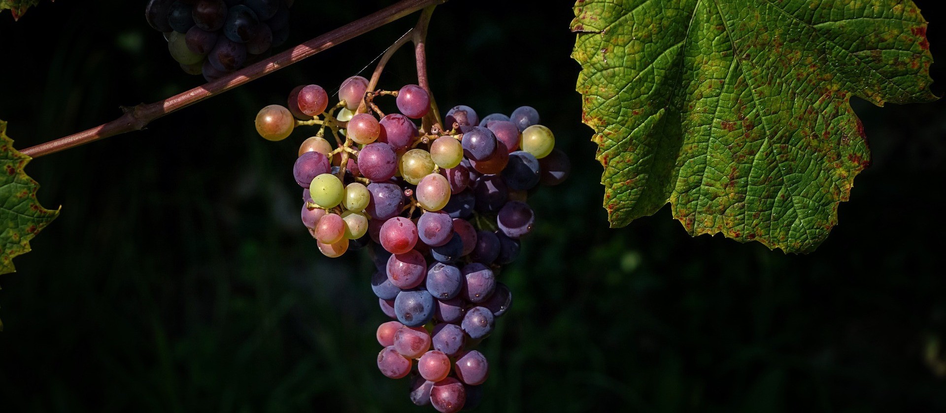 Artistas que resolveram entrar para o mundo dos vinhos