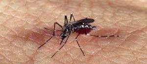Dengue: infestação predial está em 1,4% em Maringá