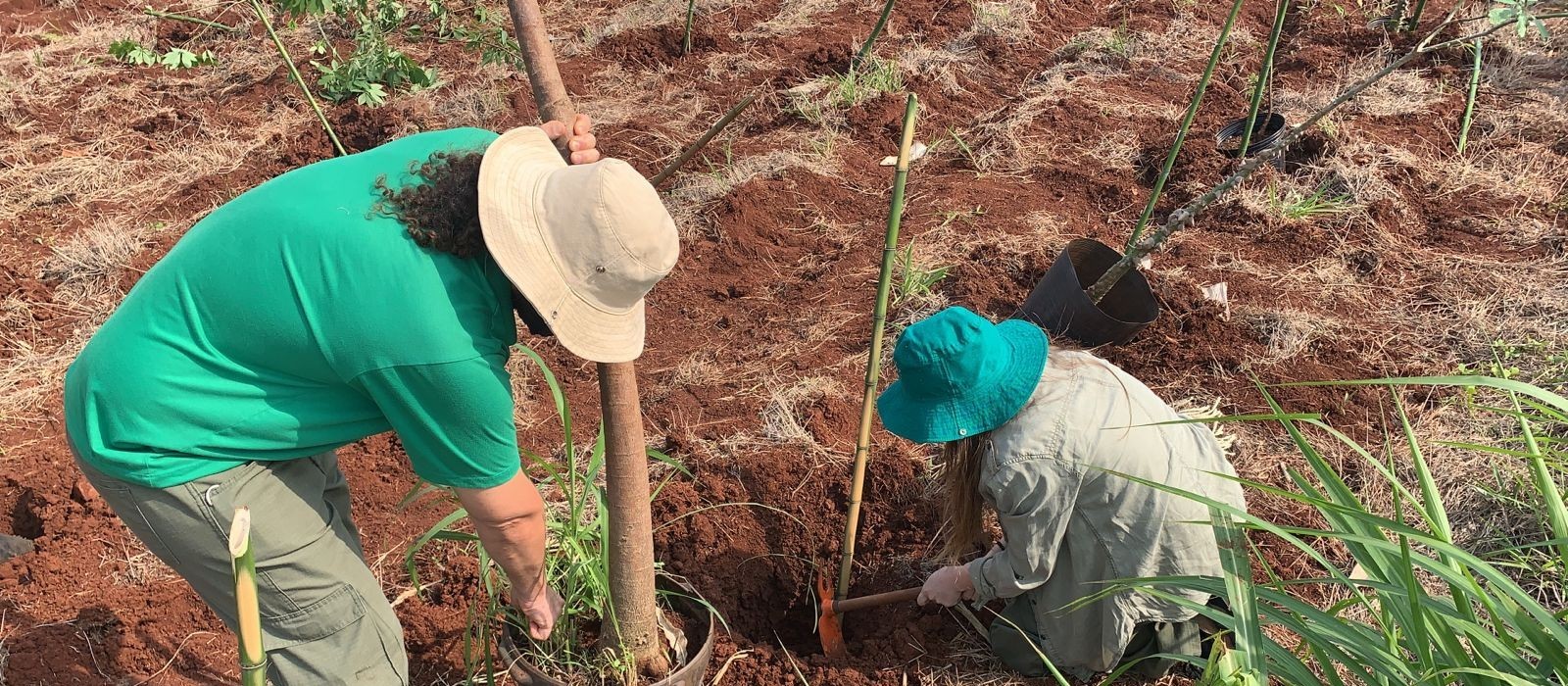 Plantio de 200 mudas nativas vai ajudar a recuperar o fundo de vale do córrego Mandacaru