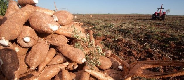 Raiz de mandioca custa R$ 320 a tonelada em Campo Mourão 