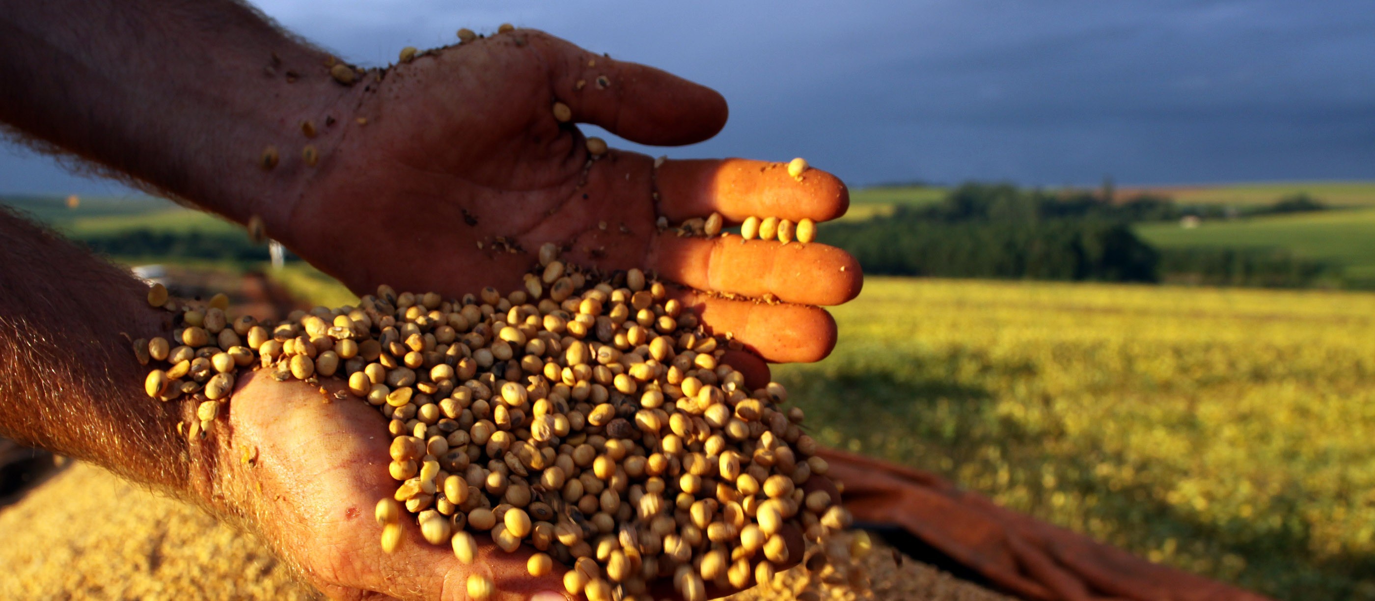 Preços agrícolas se mantêm em alta em Maringá