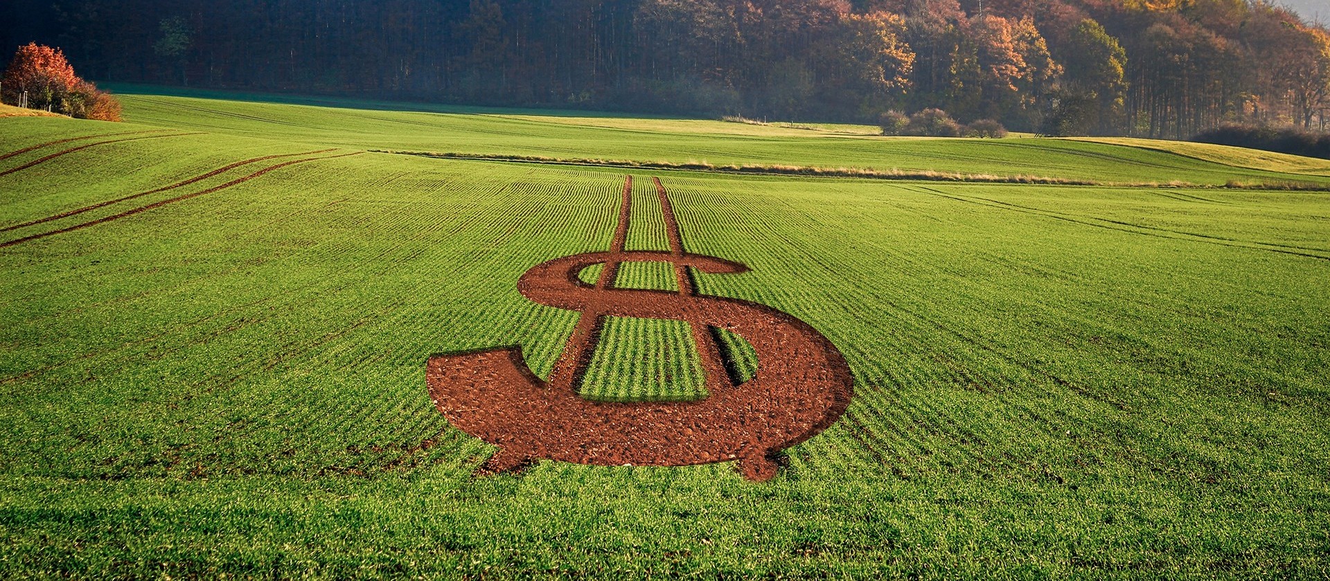 PIB do agronegócio brasileiro cresce 0,53% no primeiro semestre de 2019 