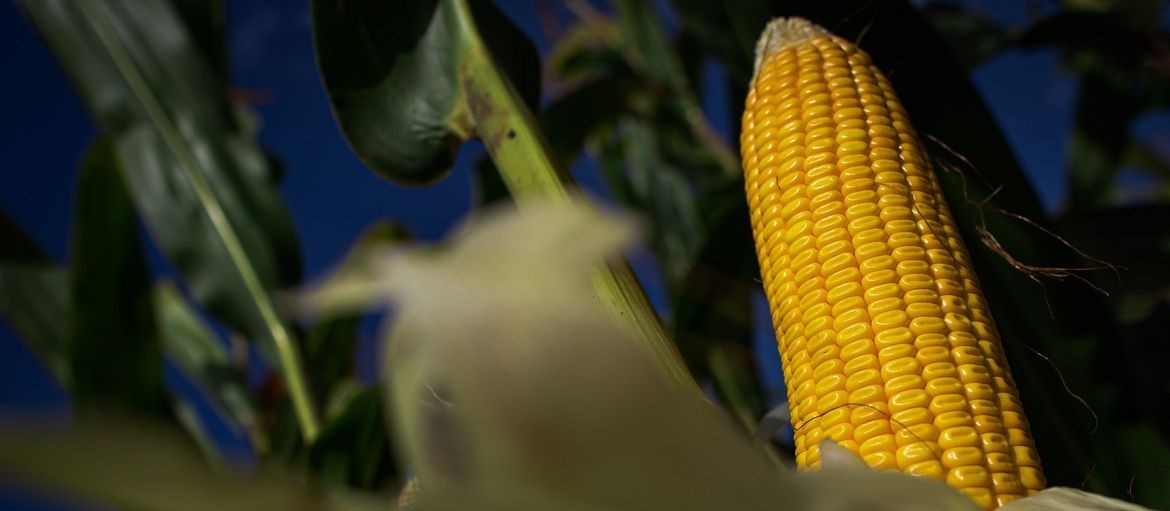 Produção de milho verão tem projeção reduzida para 23,7 milhões de toneladas