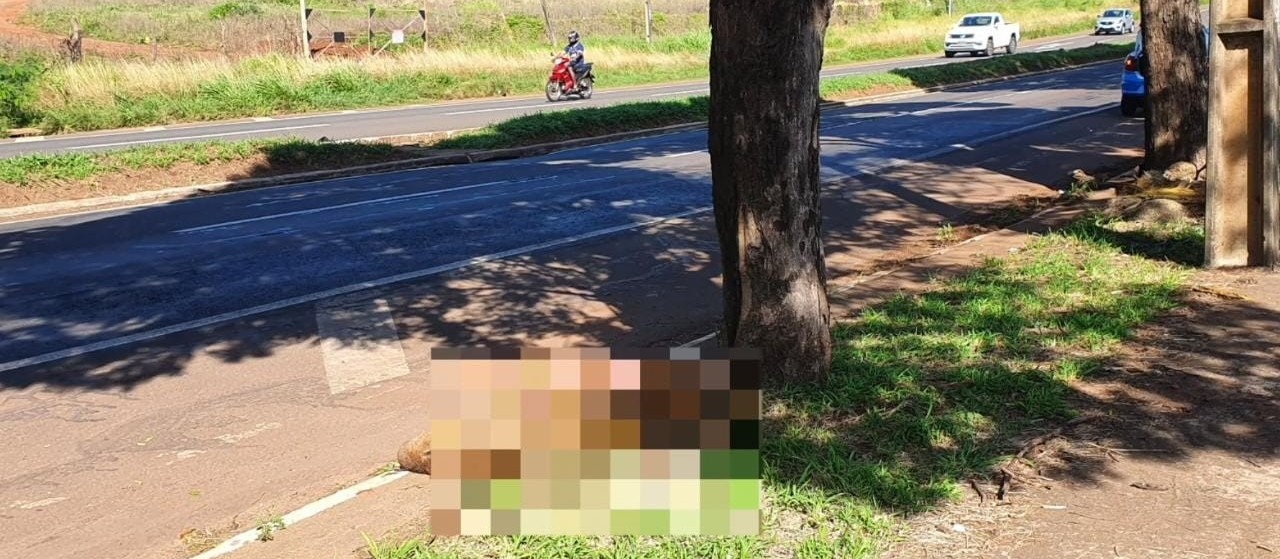 Motociclista fica ferido ao atropelar capivara na Avenida Colombo em Maringá