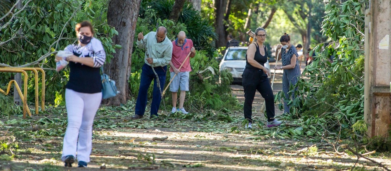 11 árvores caíram dentro do campus da UEM durante o temporal