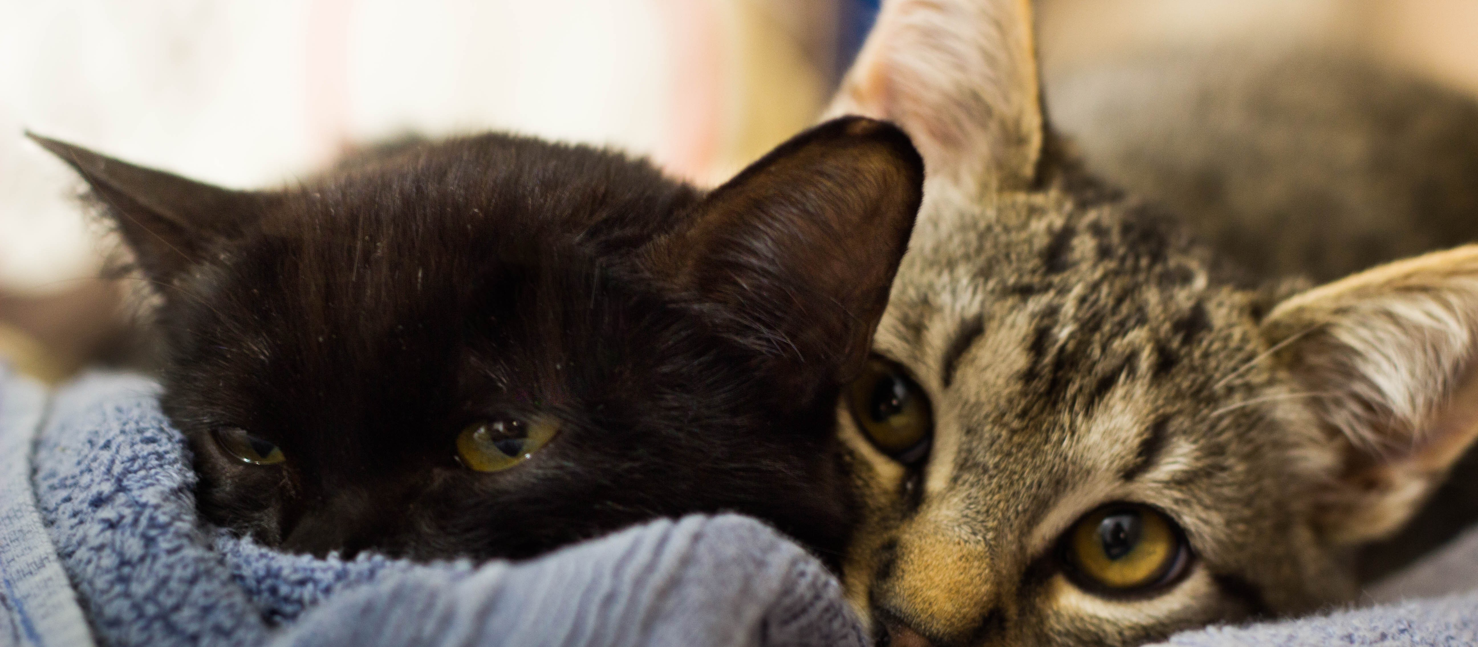 Cadelas e gatas também têm câncer de mama