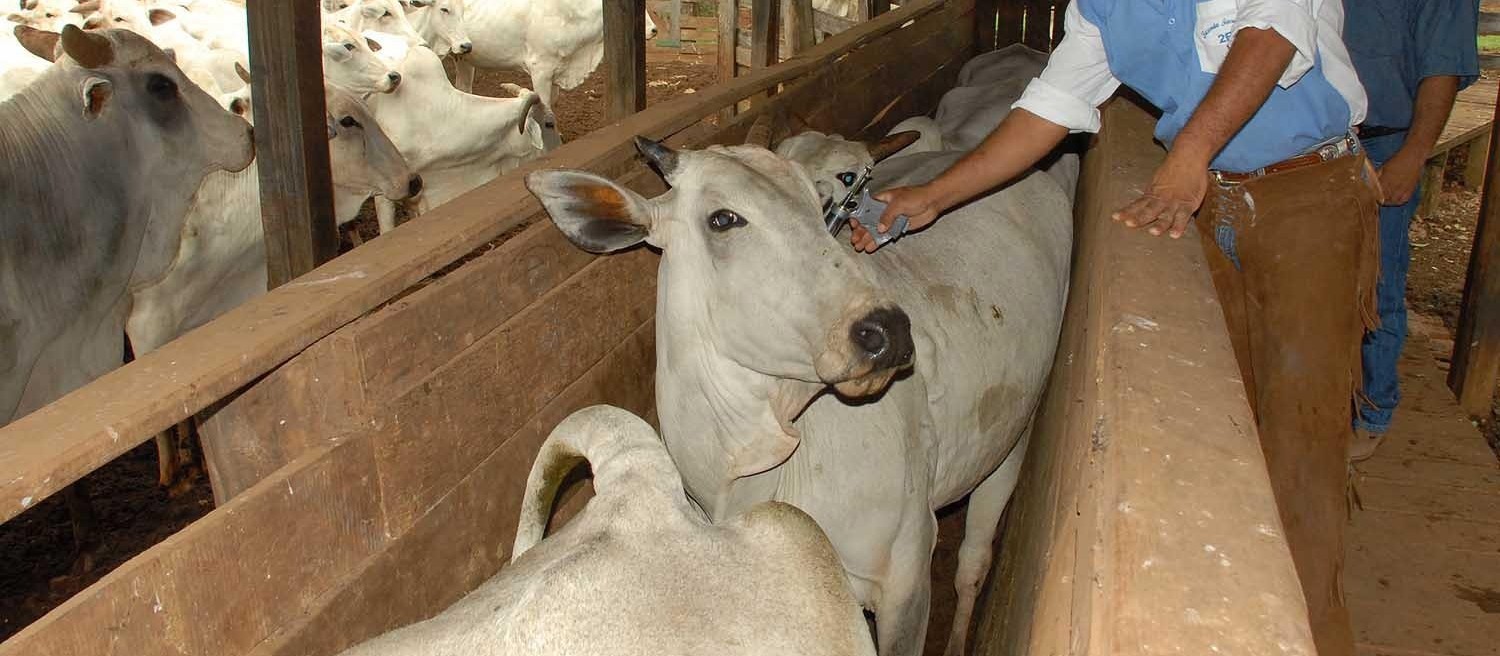 Adapar prorroga prazo para vacinação contra febre aftosa