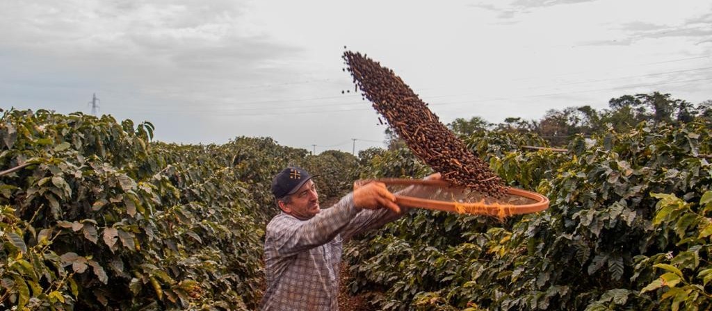 Produtores de Mandaguari buscam selo Denominação de Origem para café