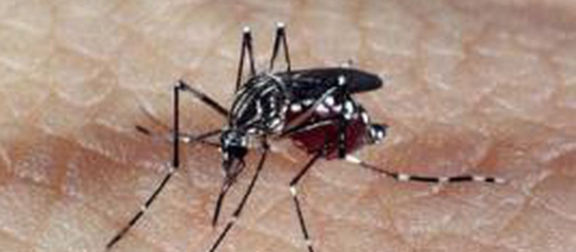 Paciente infectado pela 1ª vez pode ter dengue hemorrágica