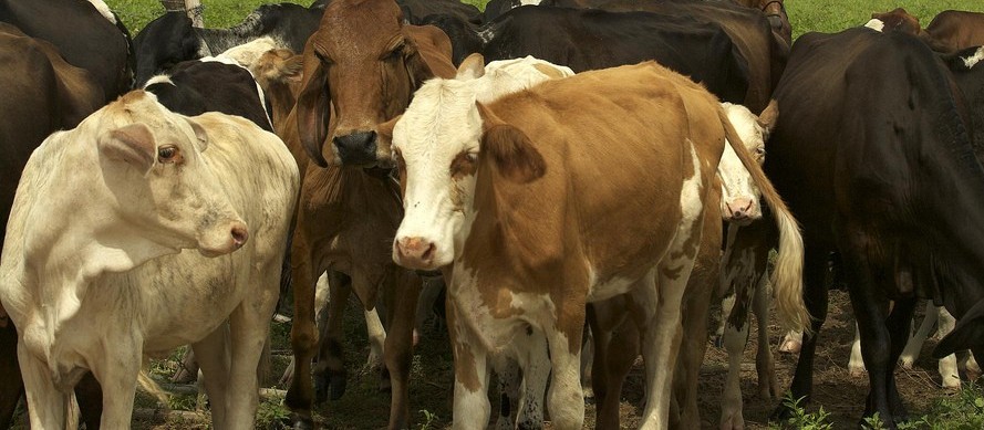 Exportação de gado vivo pode ultrapassar 6,5 milhões para 2020  