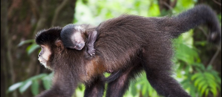 Saúde aguarda laudo de morte de três macacos em Maringá