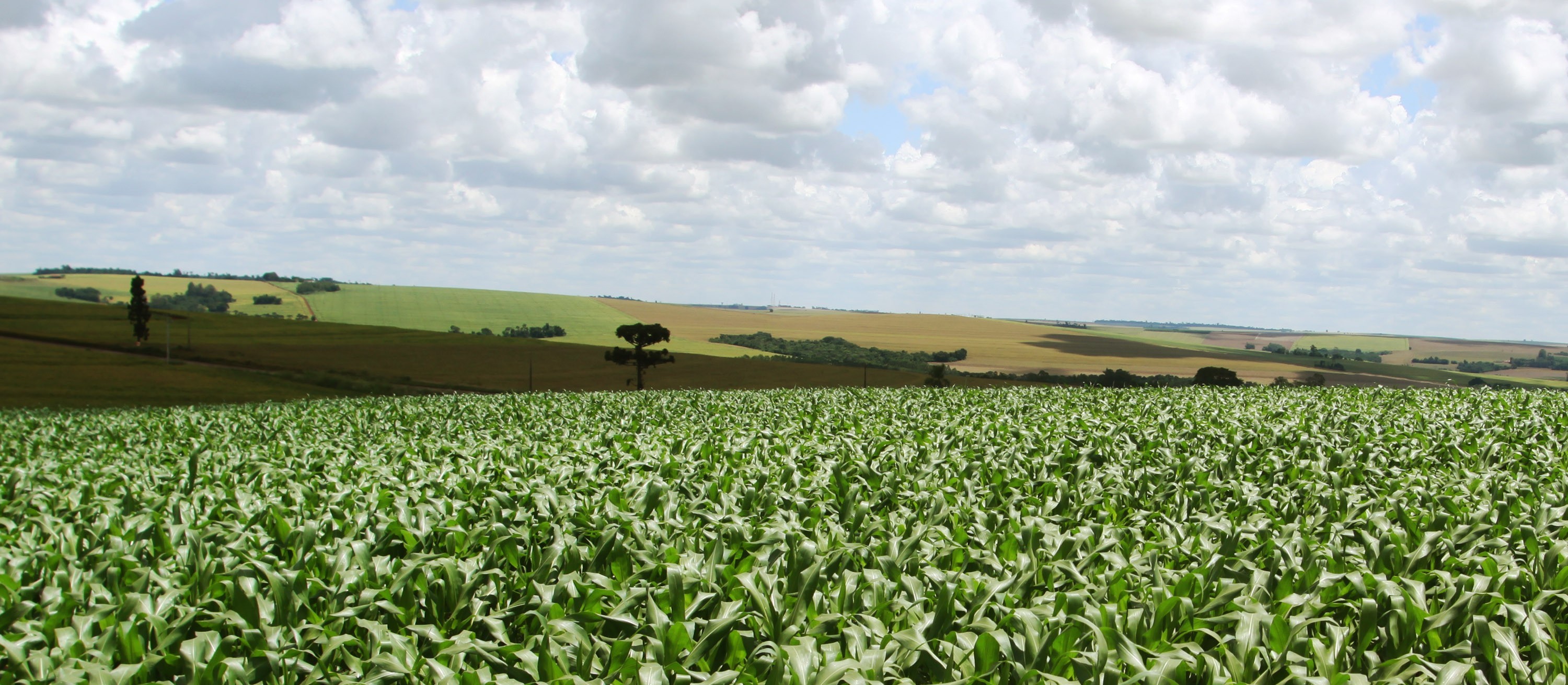 Produtor com endividamento bancário pode solicitar prorrogação do contrato de crédito rural