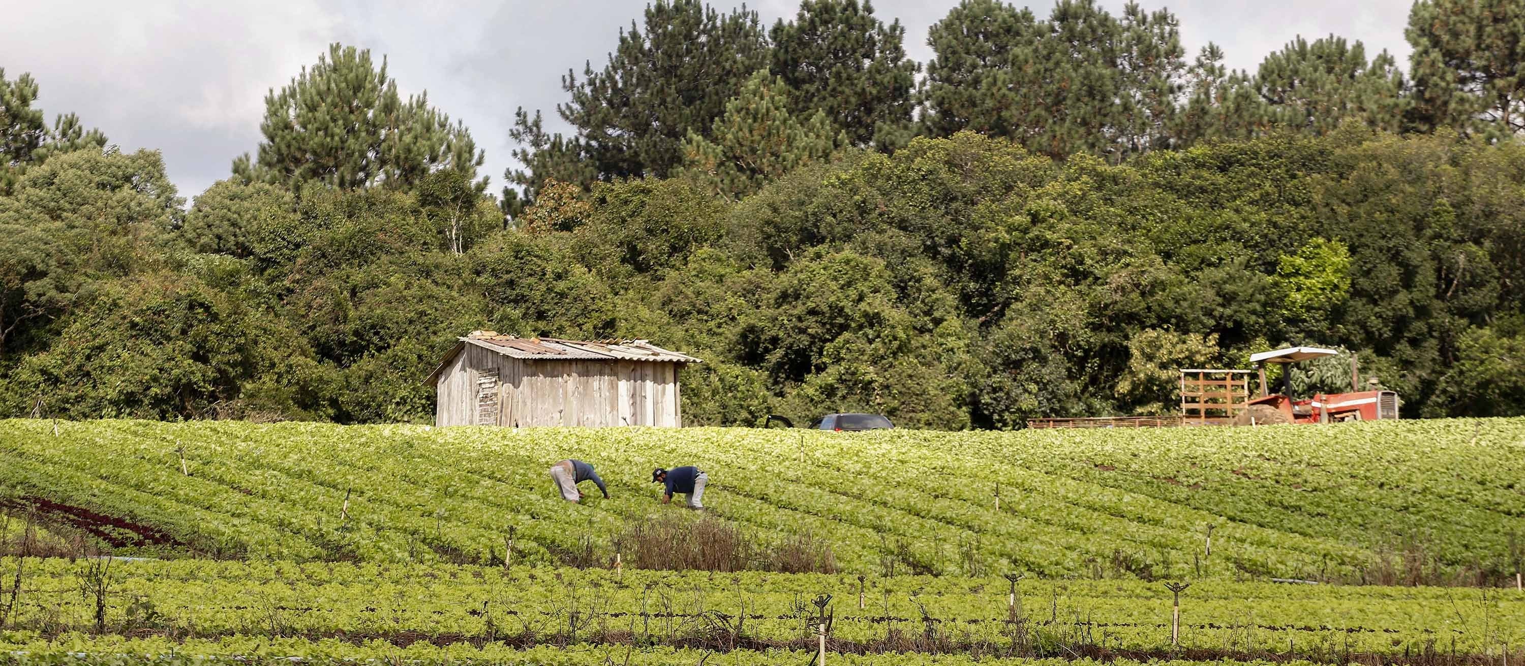 Agricultura familiar movimenta no país cerca de U$ 55,2 por ano