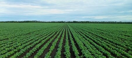 Dias chuvosos ajudaram produtores rurais do Paraná 