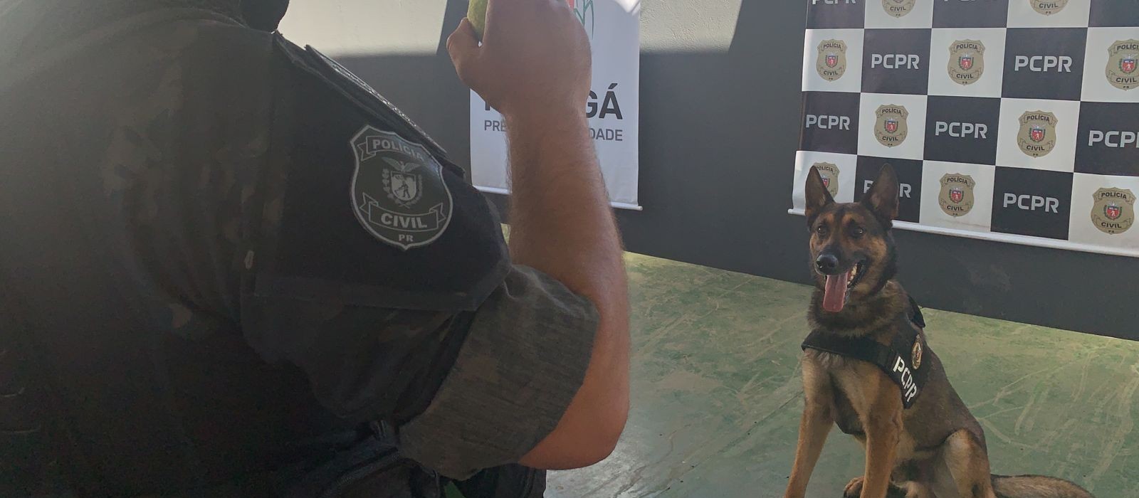 Chris, o cão do NOC, já auxiliou na apreensão de 7 toneladas de drogas