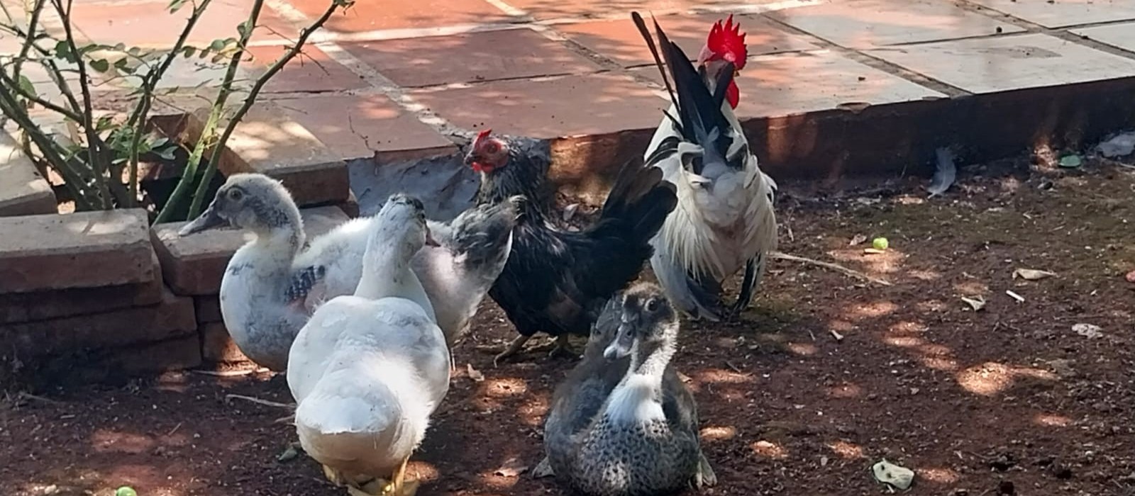 Galinha garnisé adota patinhos e filhotes seguem a ‘mãe’ para todo canto