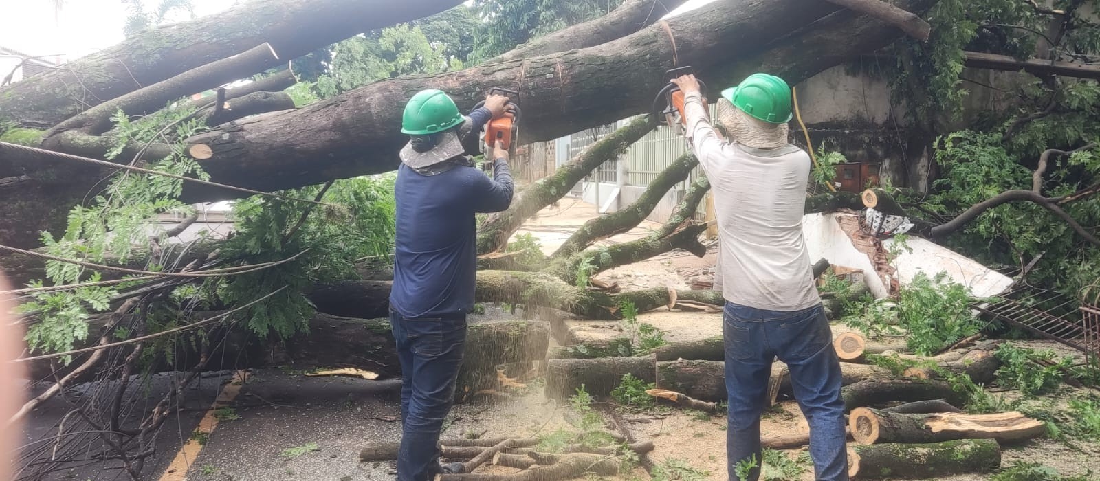 Sarandi registra 48 pedidos para remoção de árvores por empresa particular 
