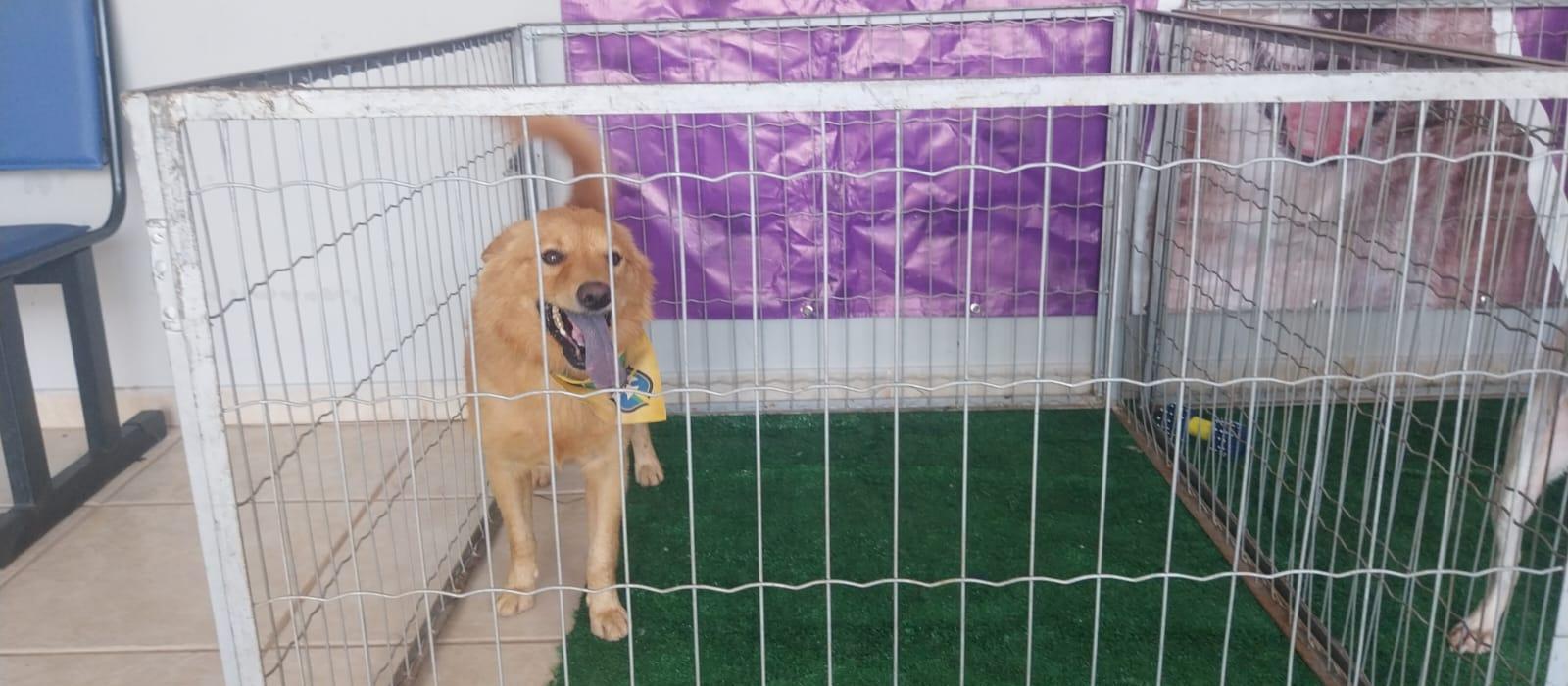 Cão empalado em portão e resgatado pelo Bem-Estar está apto para adoção