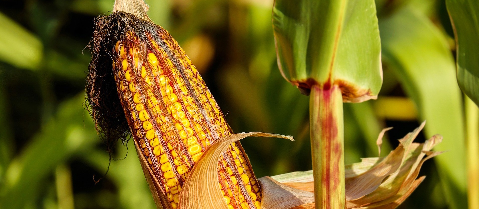USDA vê safras recorde de milho e soja no Brasil em 2020/21