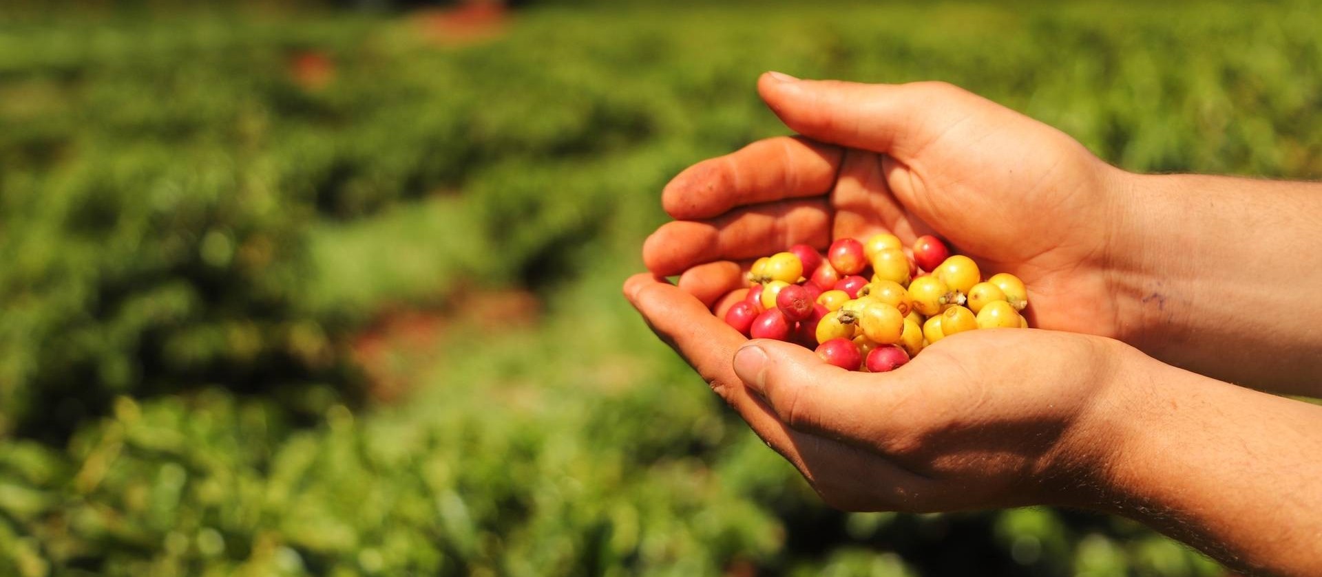 Paraná encerra colheita da safra de café