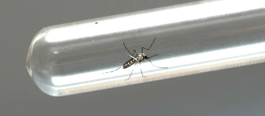 Dengue: Maringá registra mais uma morte e 466 novos casos, diz Sesa