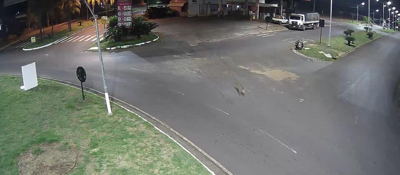 Prefeitura de Pérola alerta população sobre onça que ronda a cidade