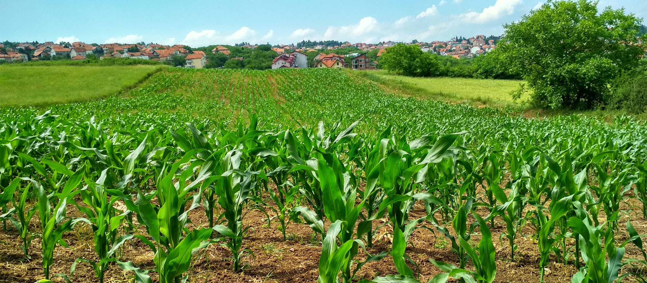 Coronavírus: efeitos no agronegócio