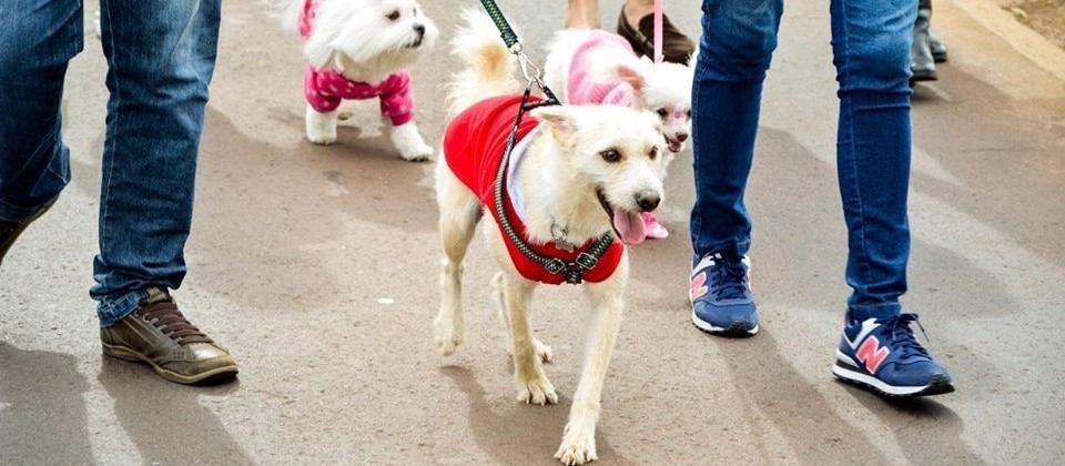 Pet Day Cãominhada ocorre neste domingo (26)