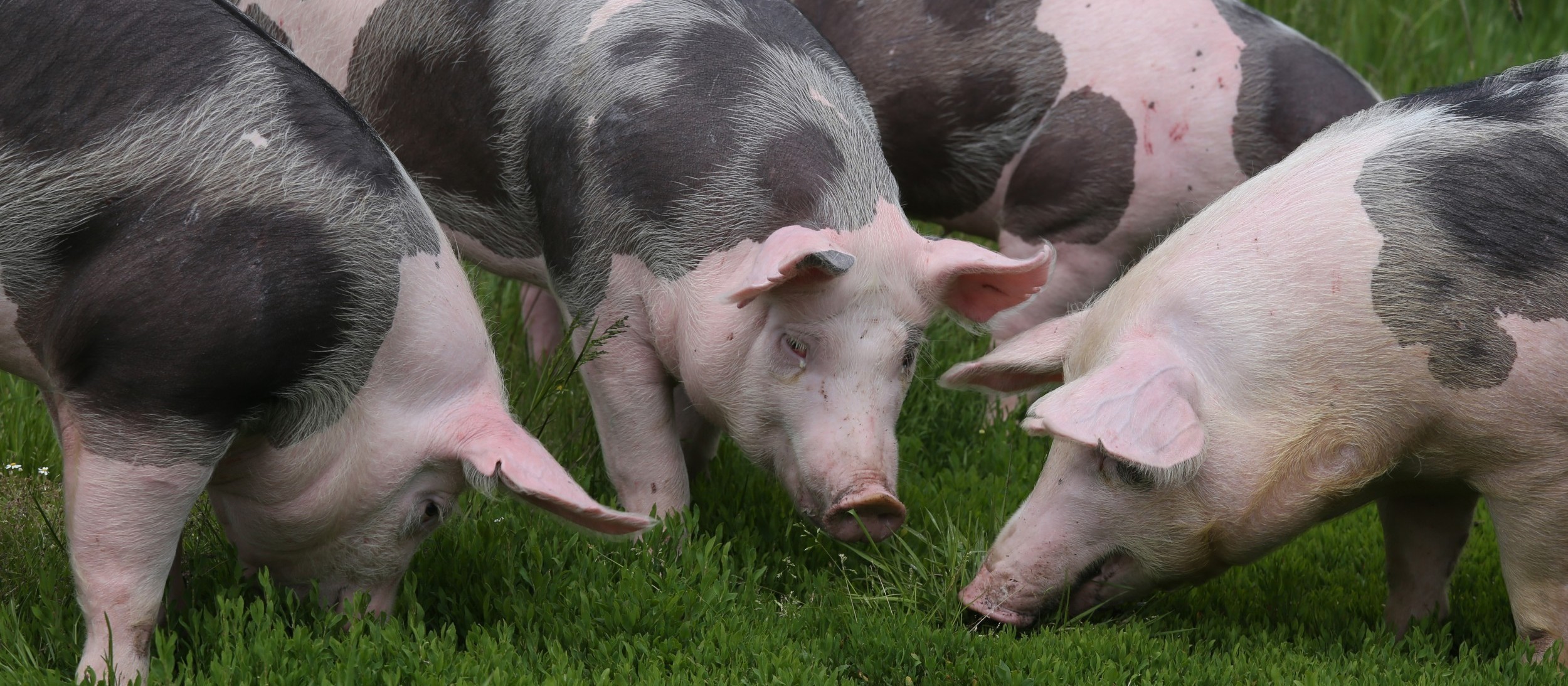 Suíno custa R$ 4,30 kg em Maringá e Apucarana