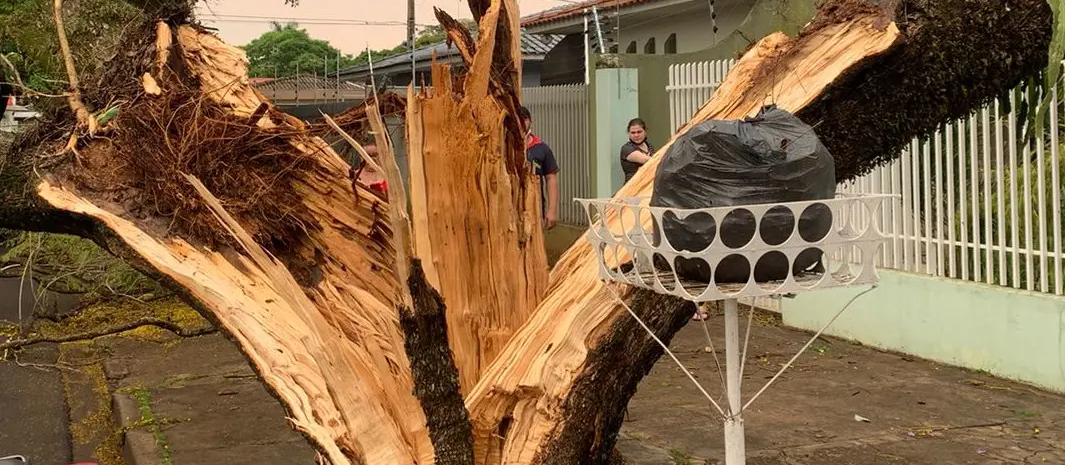 Durante temporal, raio parte árvore ao meio em Maringá