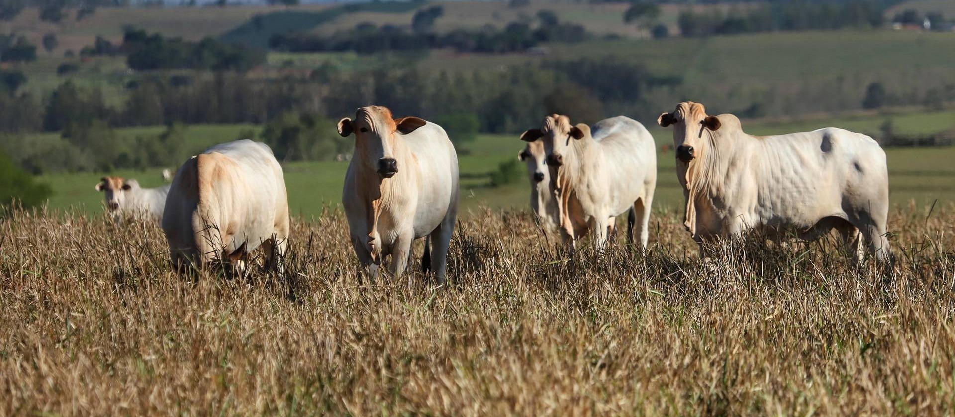 Maringá ainda precisa comprovar mais da metade do rebanho existente no município