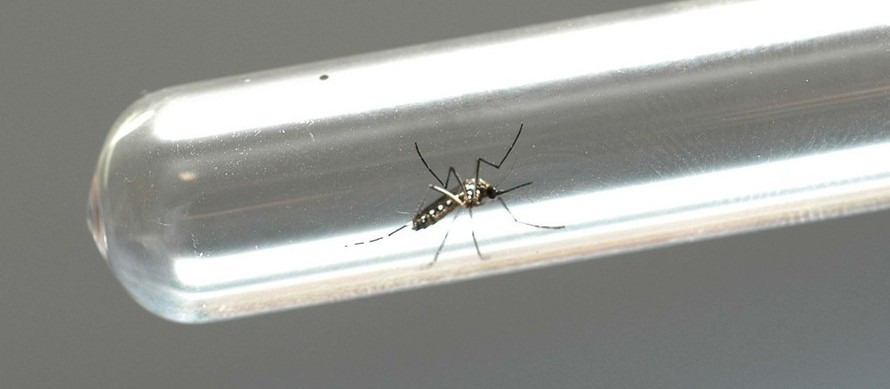 Maringá registra mais uma morte causada pela dengue