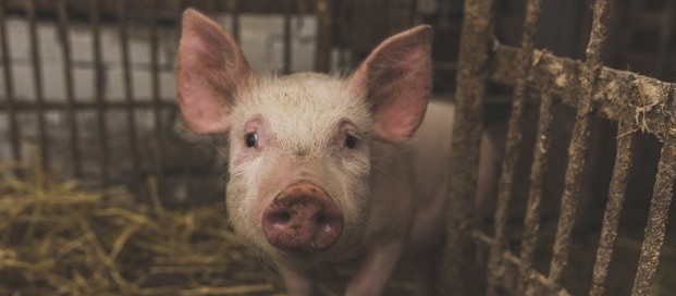 Suíno custa R$ 4,30 o quilo em Maringá