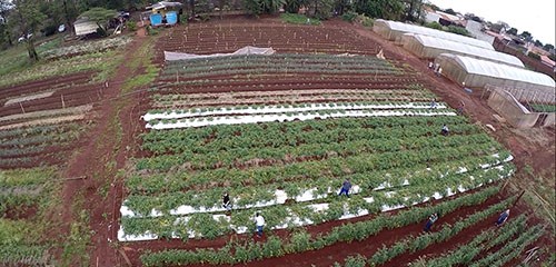 Olericultura é o tema do Dia de Campo da UEM