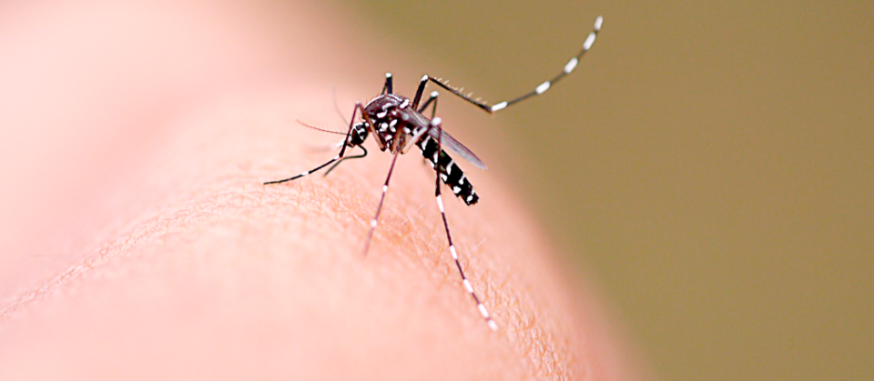 Número de casos de dengue confirmados em Maringá sobe para 35