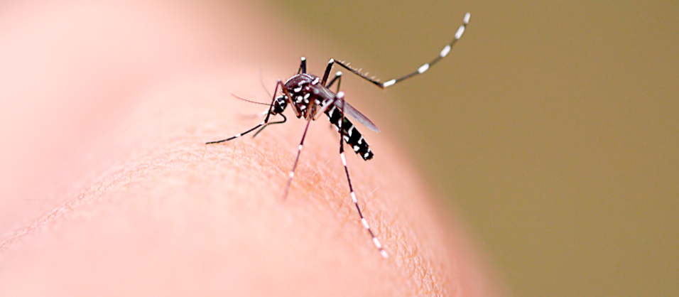 Saúde confirma quase dois mil casos de dengue em Maringá