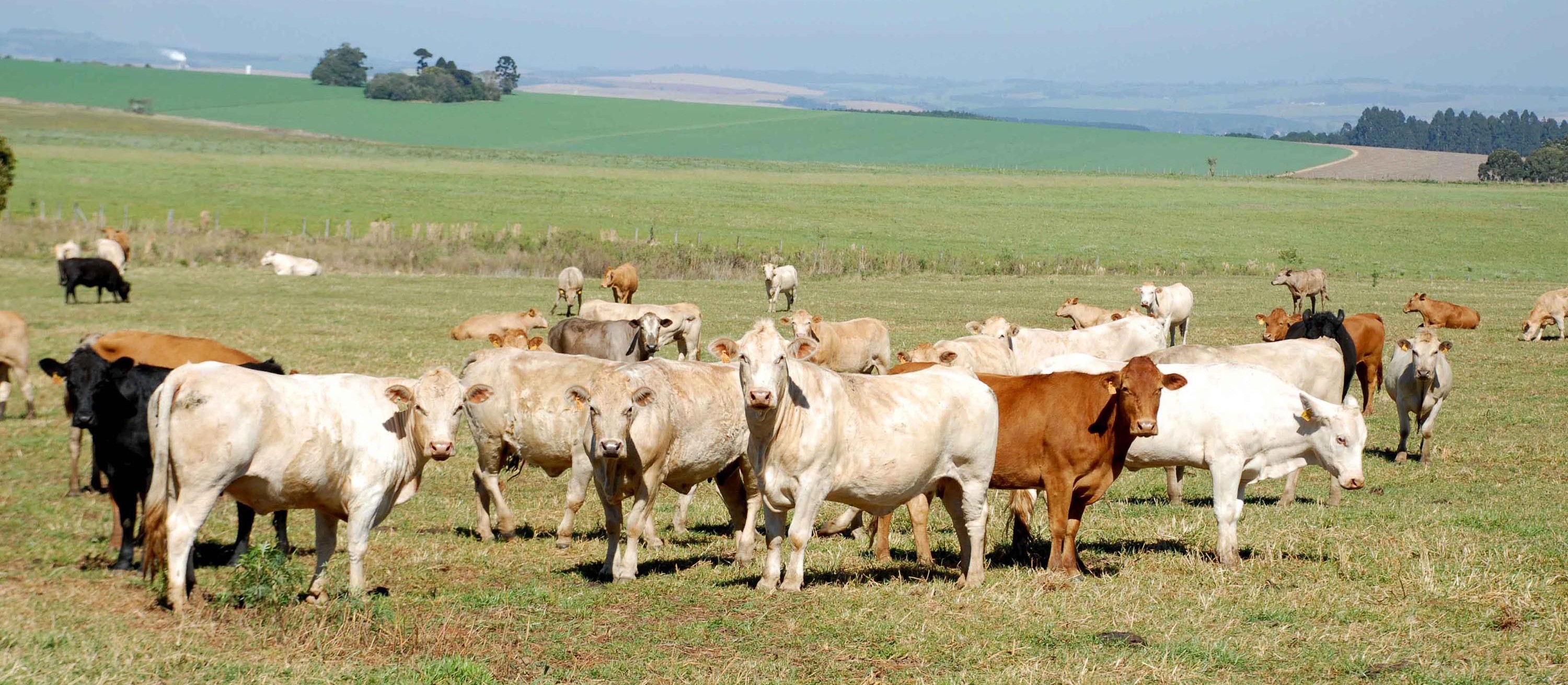 Atualização do cadastro de rebanho para produtores já está aberto