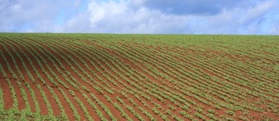 Clima benéfico para a soja em Cascavel e Toledo