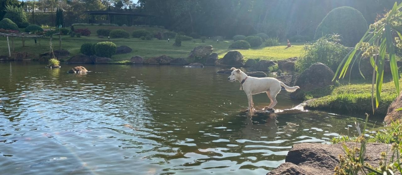 Conheça a Amora, mascote que protege o Parque do Japão do ataque de ‘lontras assassinas’