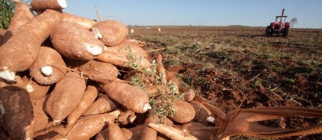 Tonelada da raiz de mandioca custa R$ 330 em Umuarama 