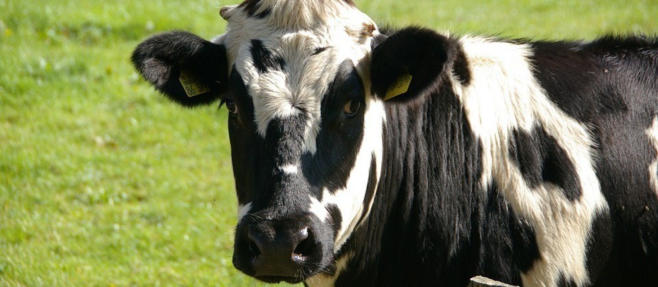 Vaca gorda custa R$ 135 a arroba em Paranavaí e Umuarama