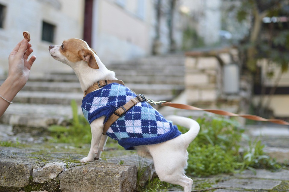 Roupas para animais de estimação: usar ou não usar?