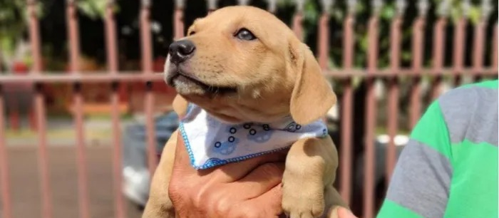 Câmara analisa projeto de telemedicina veterinária para tutores de baixa renda